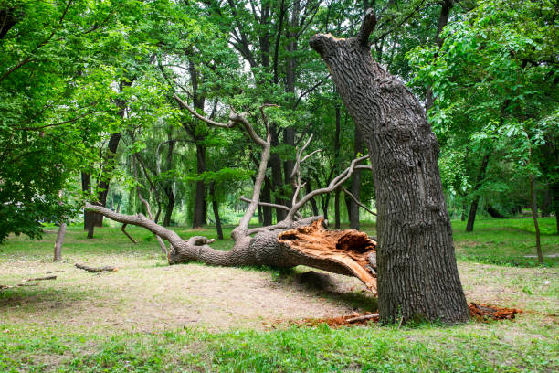 How Our Tree Care Process Works  in  Toquerville, UT